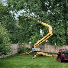 Best Tree Maintenance Programs  in Jersey City, NJ