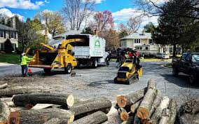 Best Tree and Shrub Care  in Jersey City, NJ