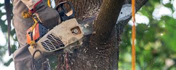 Best Tree Removal  in Jersey City, NJ