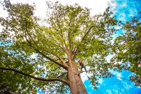 Best Lawn Maintenance Plans  in Jersey City, NJ