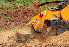 Best Tree Disease Treatment  in Jersey City, NJ