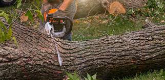 Best Emergency Tree Removal  in Jersey City, NJ
