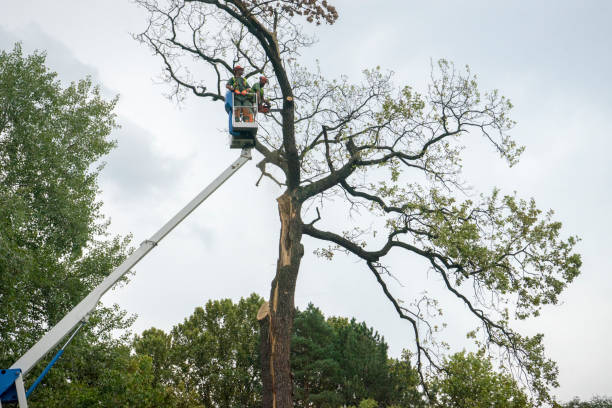 Trusted Jersey City, NJ Tree Removal Experts
