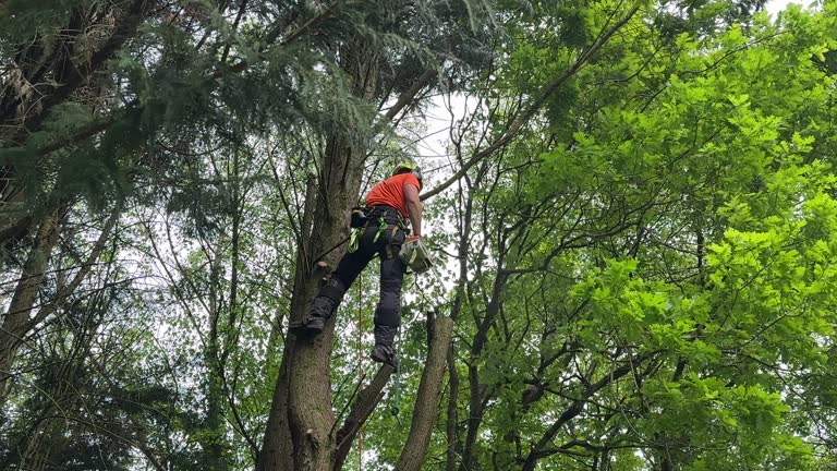 Best Fruit Tree Pruning  in Jersey City, NJ