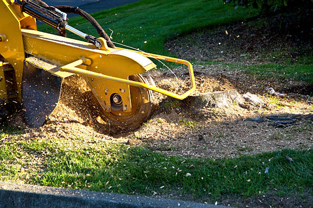 Best Lawn Drainage Solutions  in Jersey City, NJ