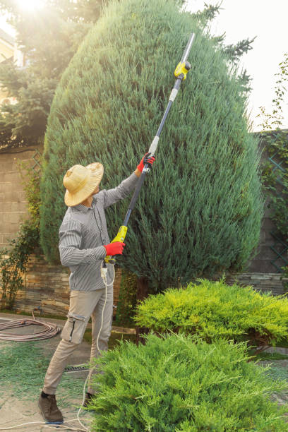 Best Hazardous Tree Removal  in Jersey City, NJ