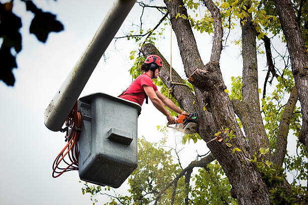  Jersey City, NJ Tree Removal Pros